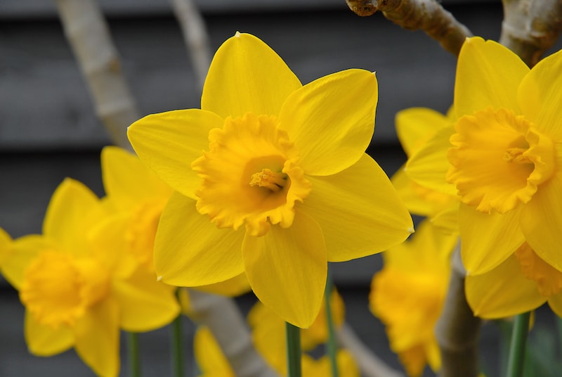 20220719 suttons daffodil king alfred