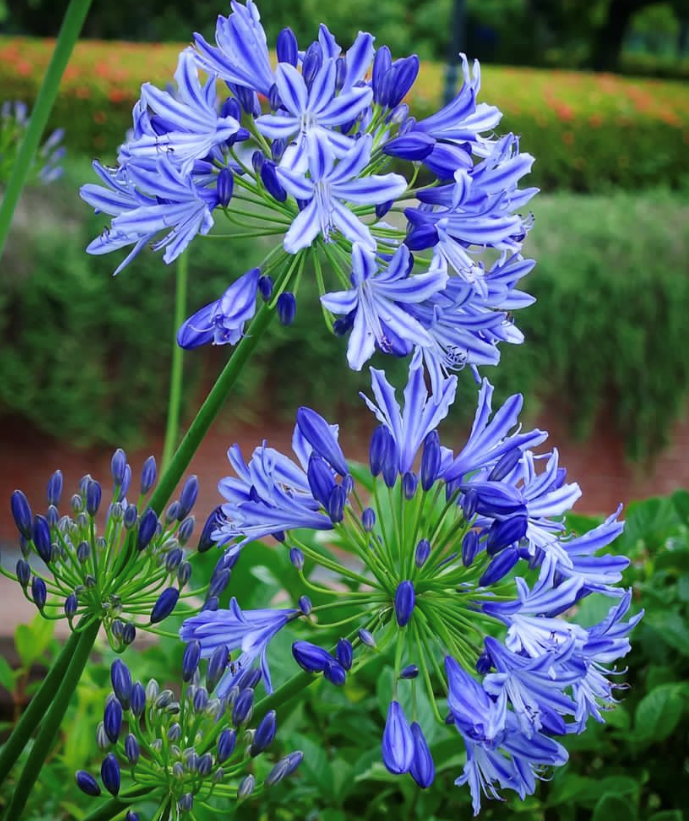 Agapanthus