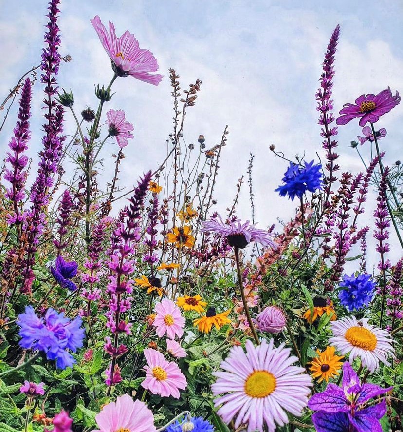 Autumn flowers