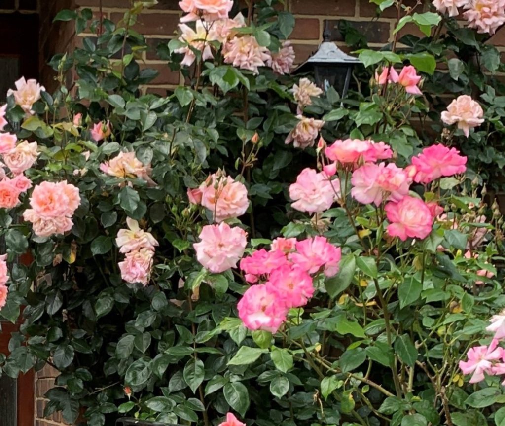 Bower front door roses