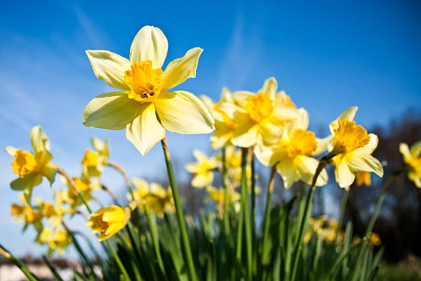 Daffodil