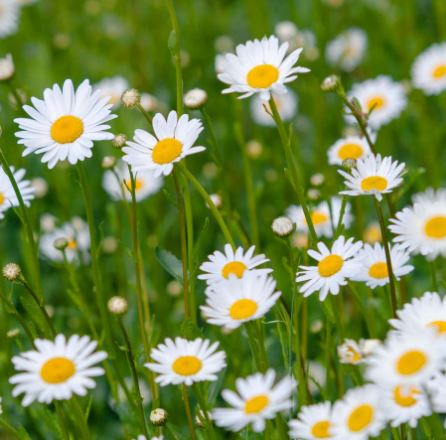 Daisies