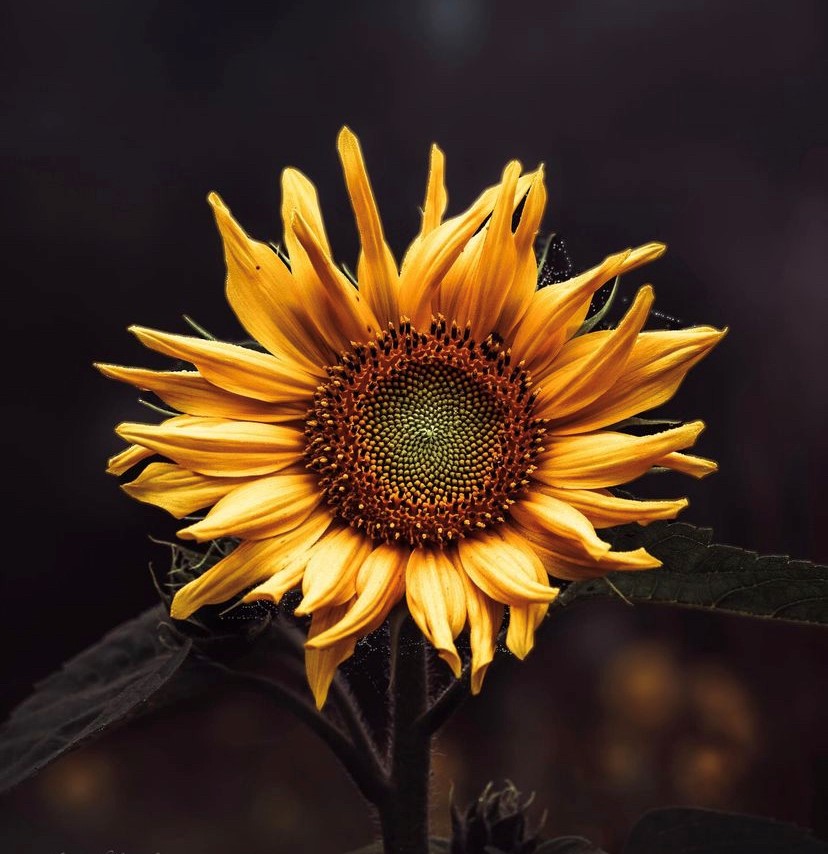 Dark sunflower