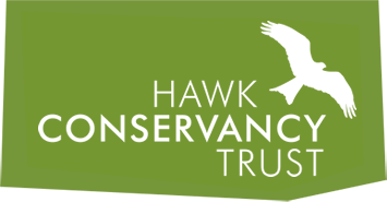 Hawk logo