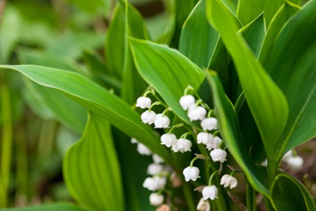 Lily of the valley