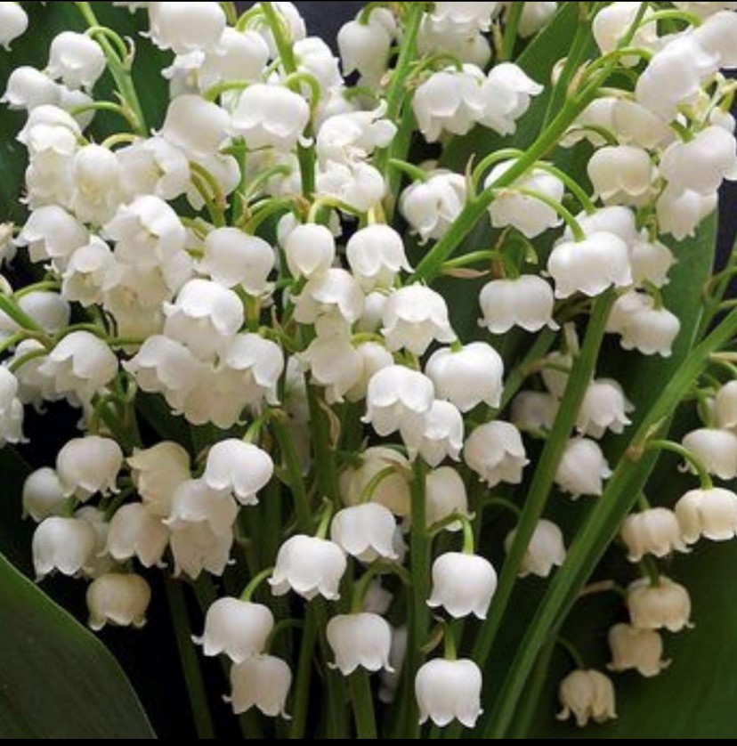 Lily of the valley