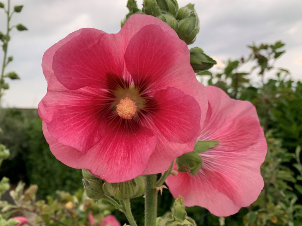 Pink hollyhock