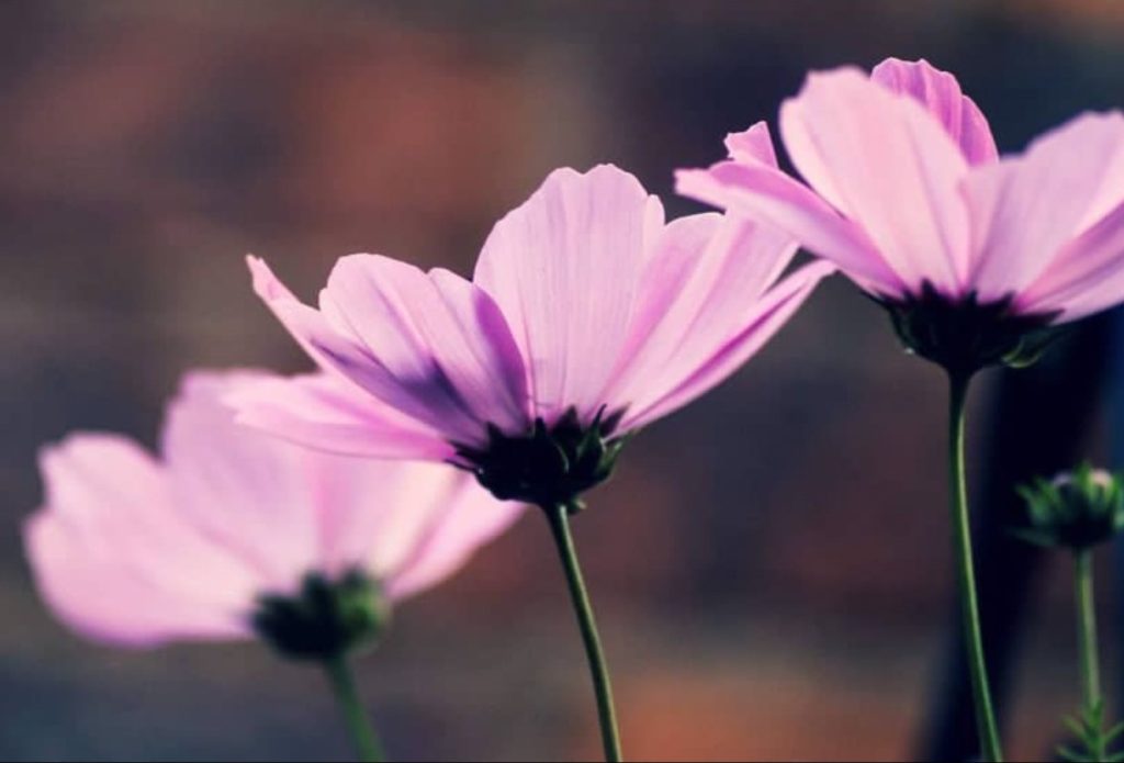 Pink cosmos