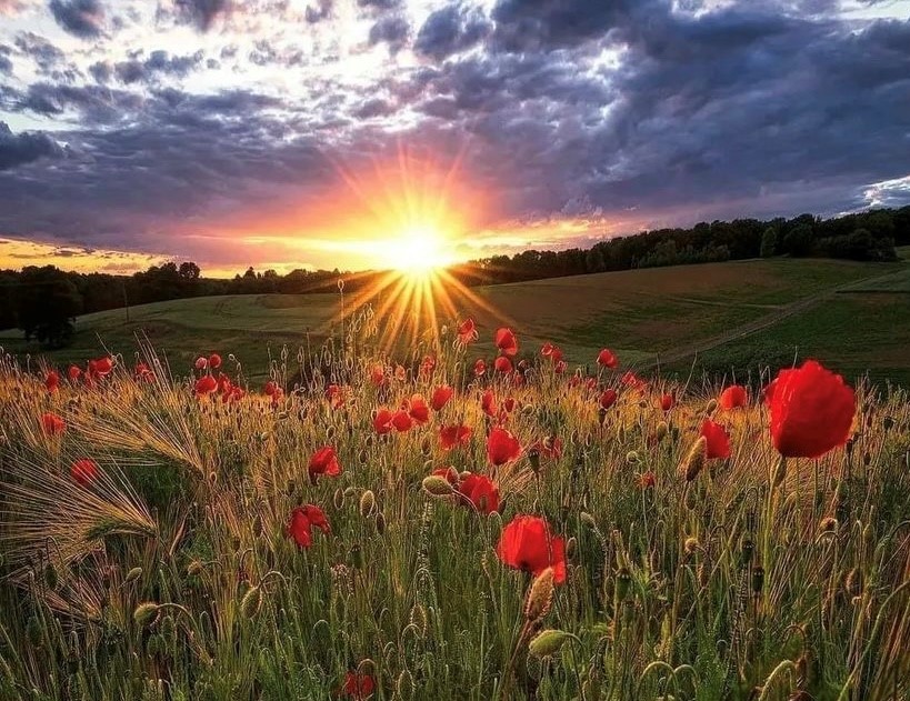 Poppy sunset