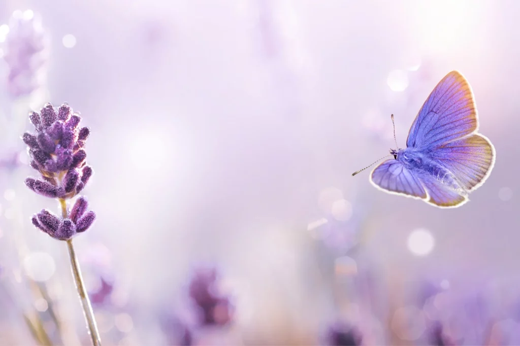 Purple butterfly