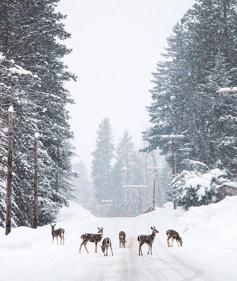 Reindeer snow