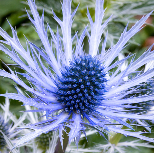 Sea holly