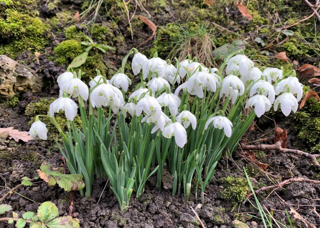 Snowdrops