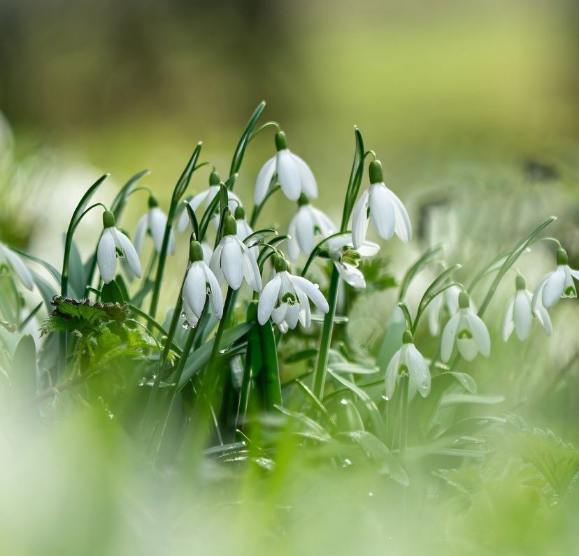 Snowdrops faded