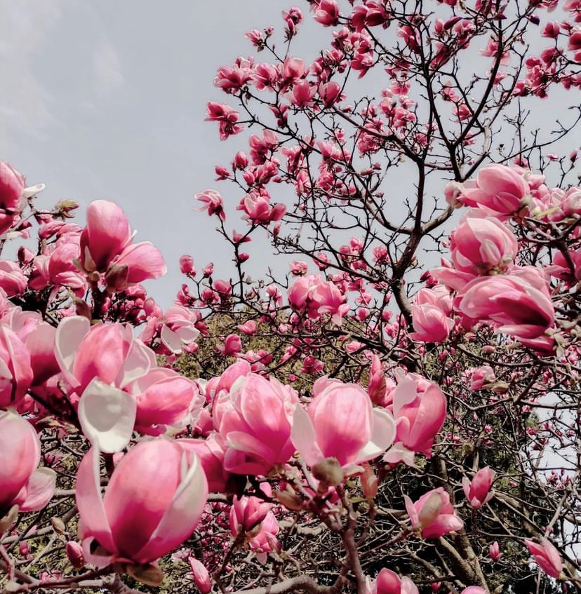 Spring blossom