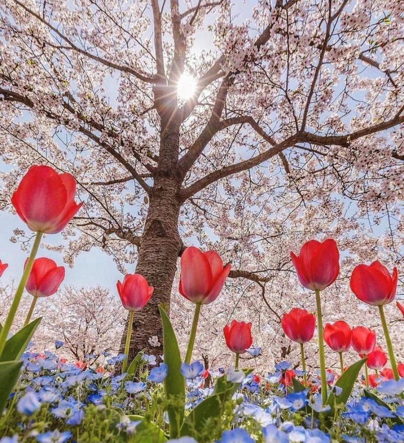 Tulips sunlight