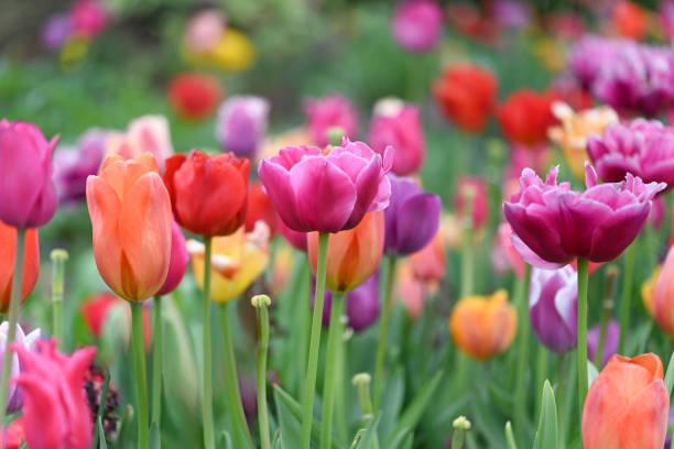 Spring tulips