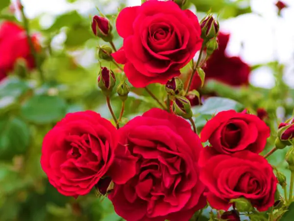 Types of roses and thier uses