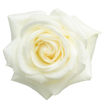 White rose otto essential oil rosa alba essential oil productpic