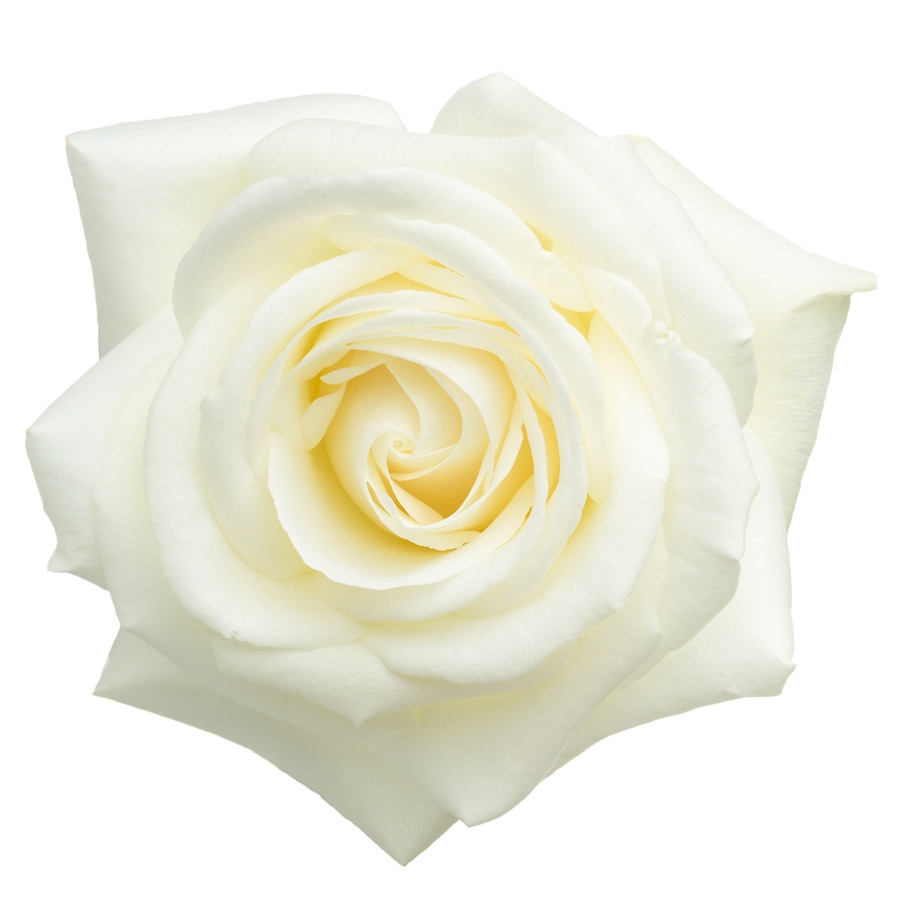 White rose otto essential oil rosa alba essential oil productpic