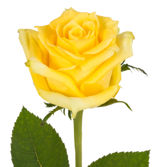 Yellow rose