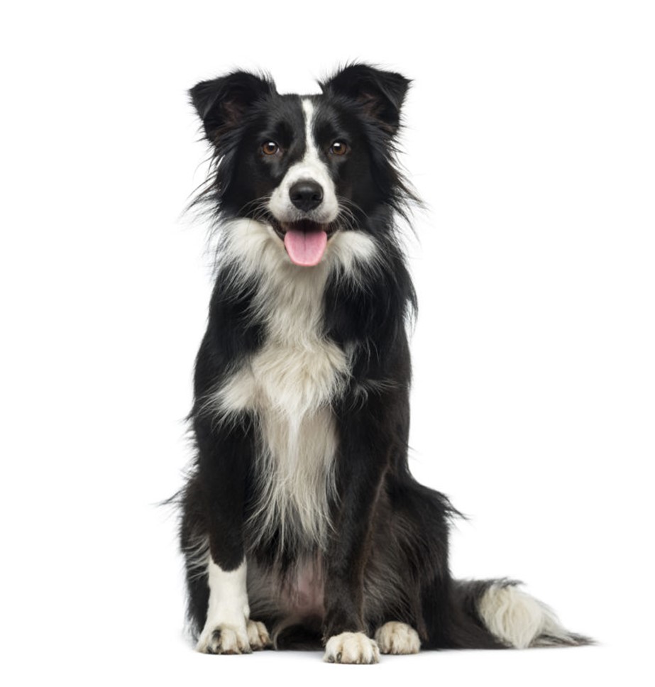 Collie