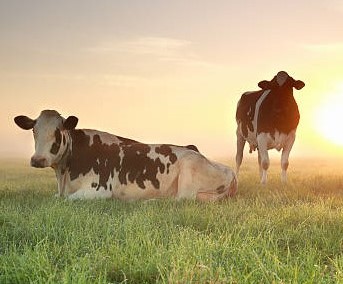 Few cows on relaxed on pasture with sun behind and mist