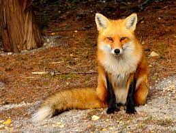 Fox