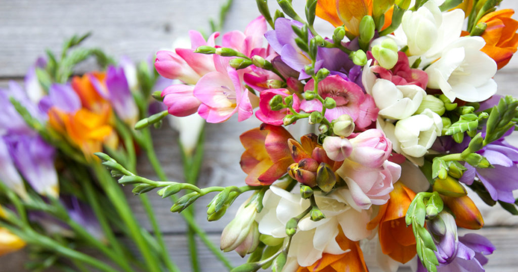 Freesia facts