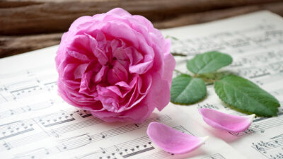 Funeral songs with flower sitting on music book