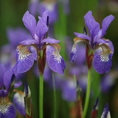 Iris