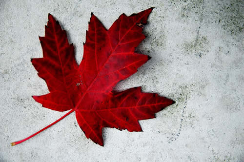 Maple leaf