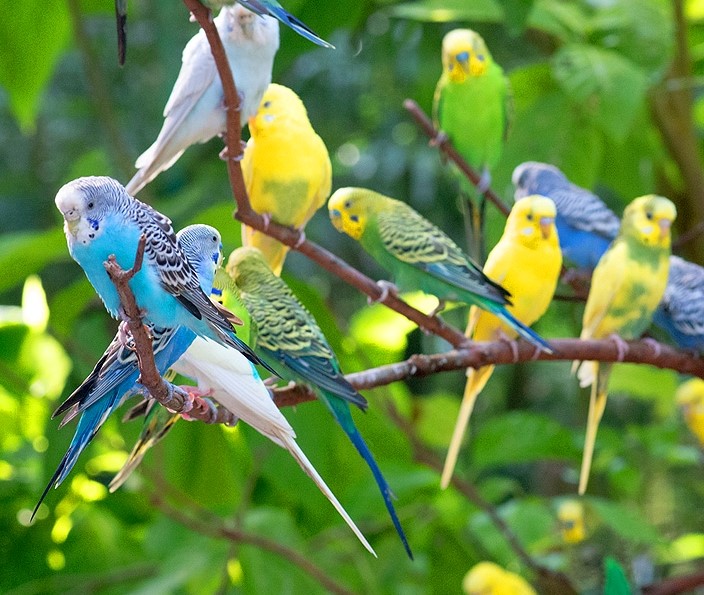 Parakeet2