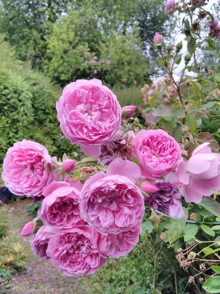 Pink roses