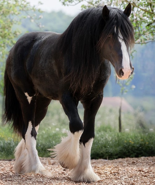 Shire horse clydesdale horse