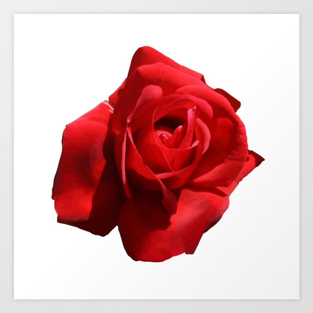 Red rose isolated prints