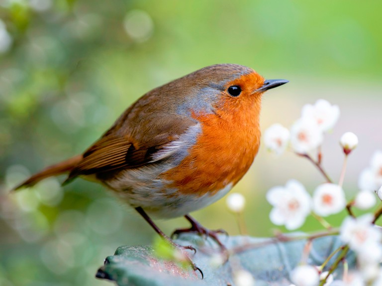 Close up image of a european robin, known simply as the robin or robin redbreast in the british isles