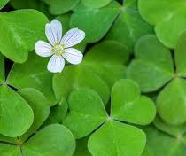 Shamrocks