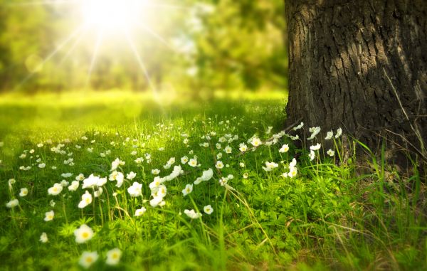 Spring tree flowers meadow wood forest sun summer 985038