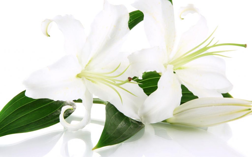 White lillies