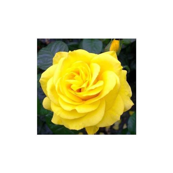 Yellow rose